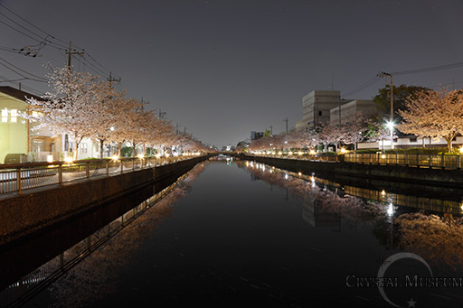 新川千本桜を端から眺める